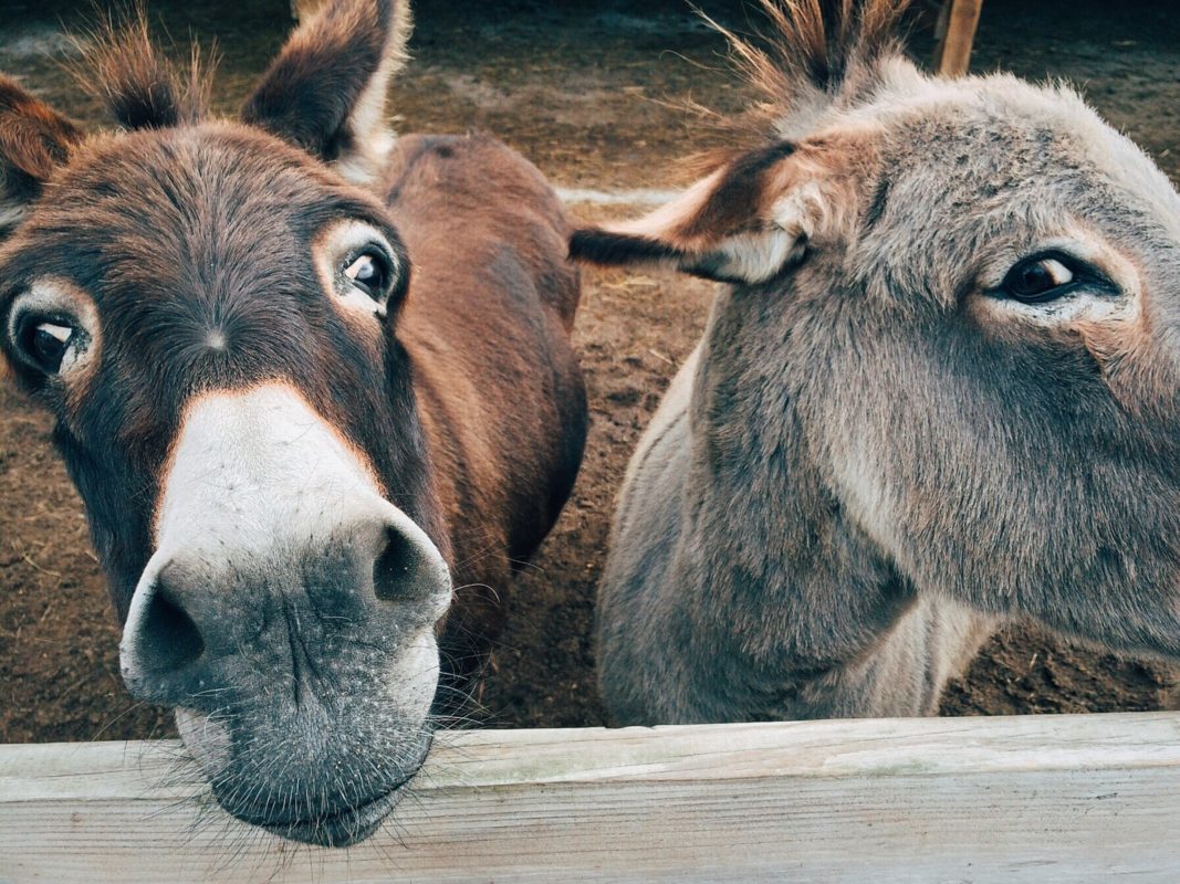 Donkey bridge